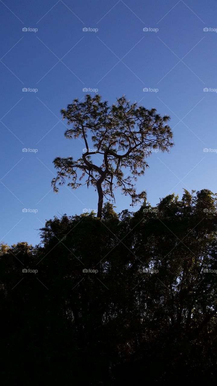 sunrise, trees, branches, foliage