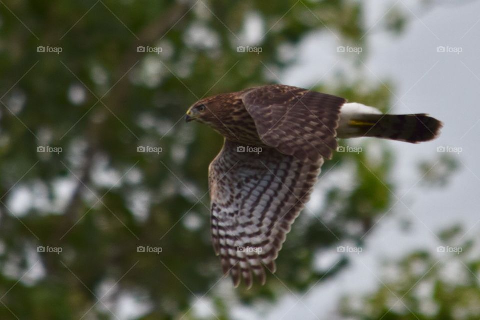 Cooper's Hawk