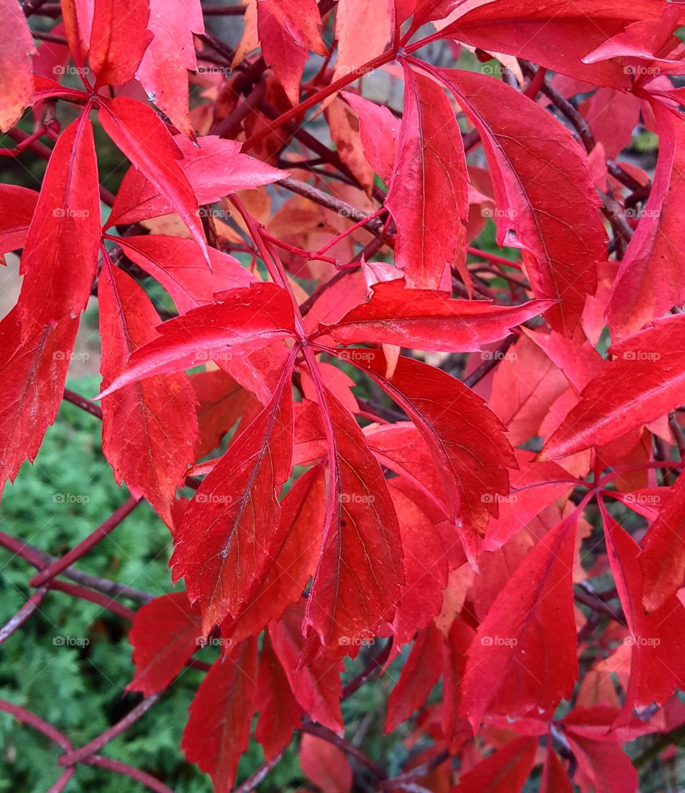 Red leaves in Warsaw