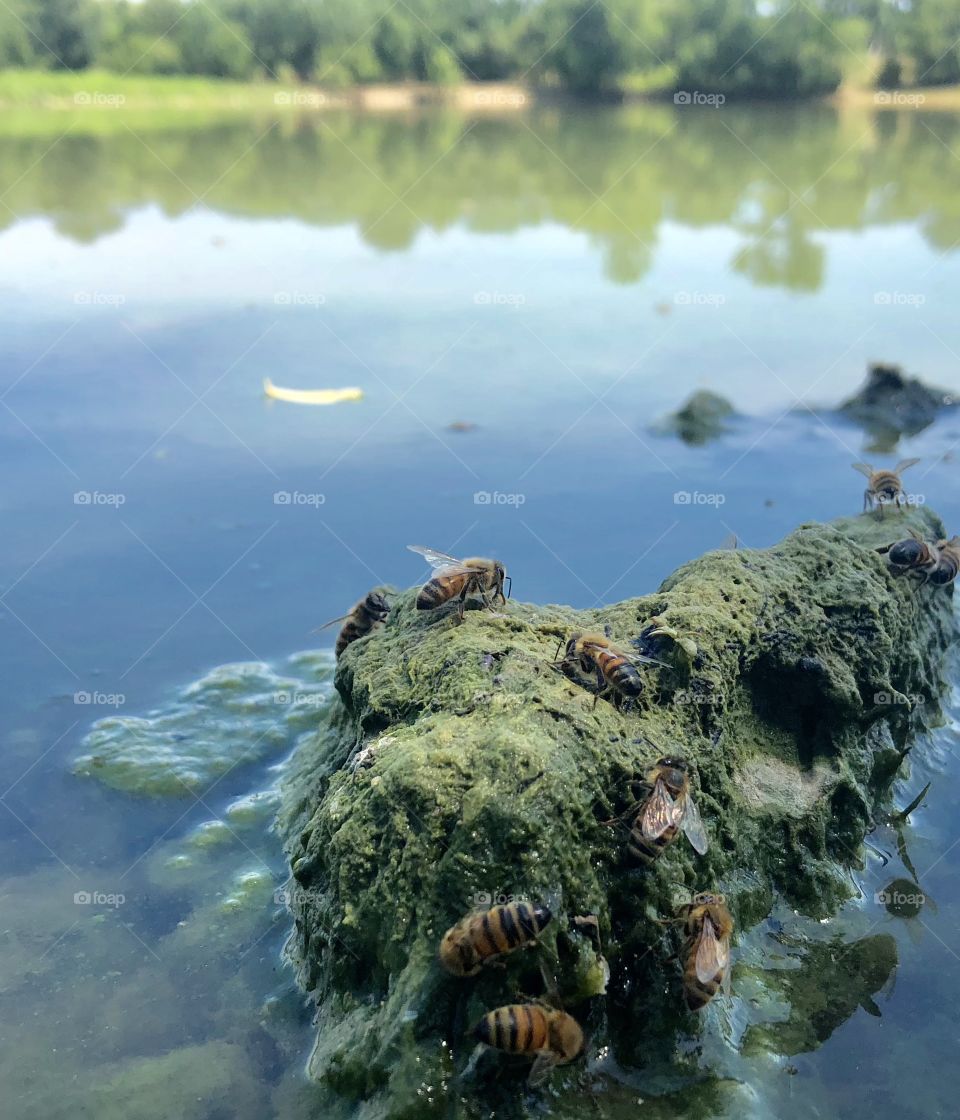 Thirsty Bees,honeybee, honeybees,bee,bees,flying,lake,water,moss,algae,rock