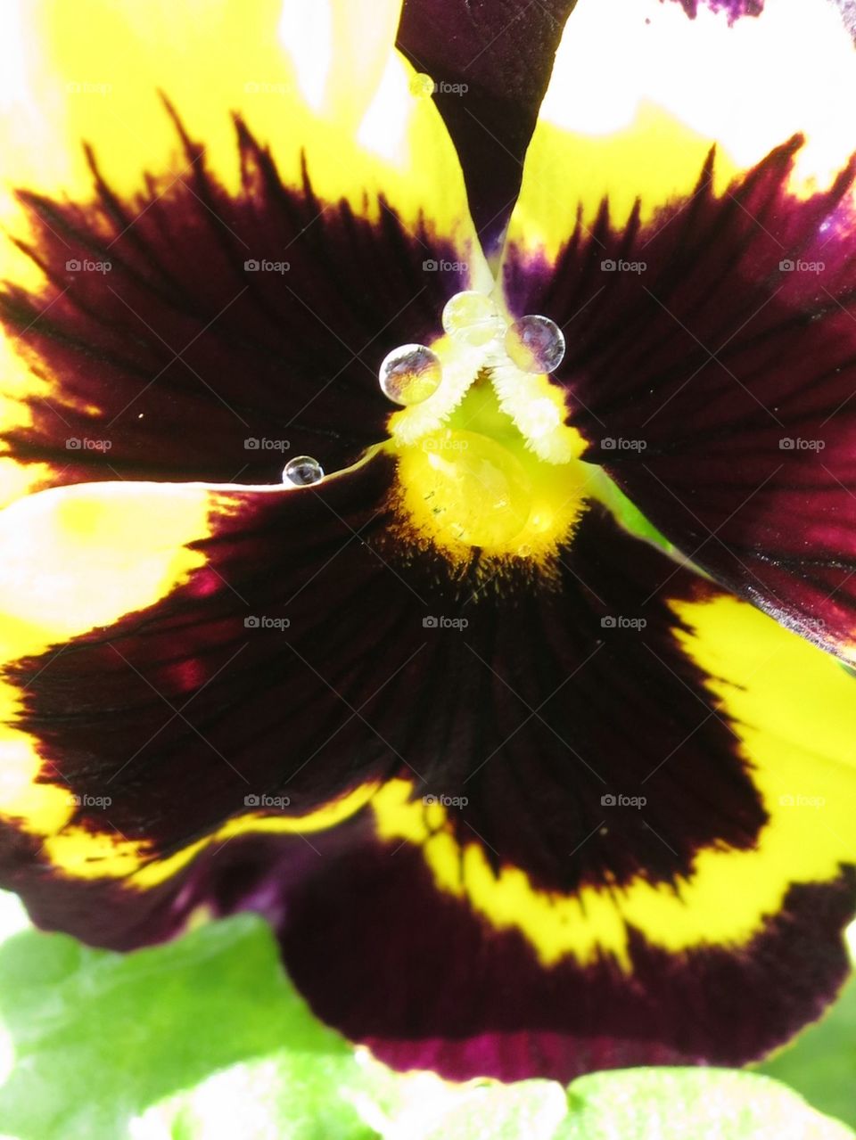 Pansy 