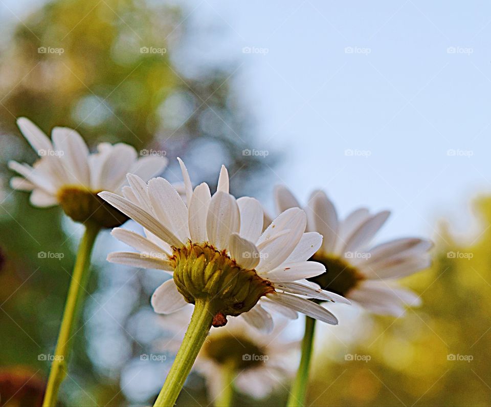 Close-up of daisies