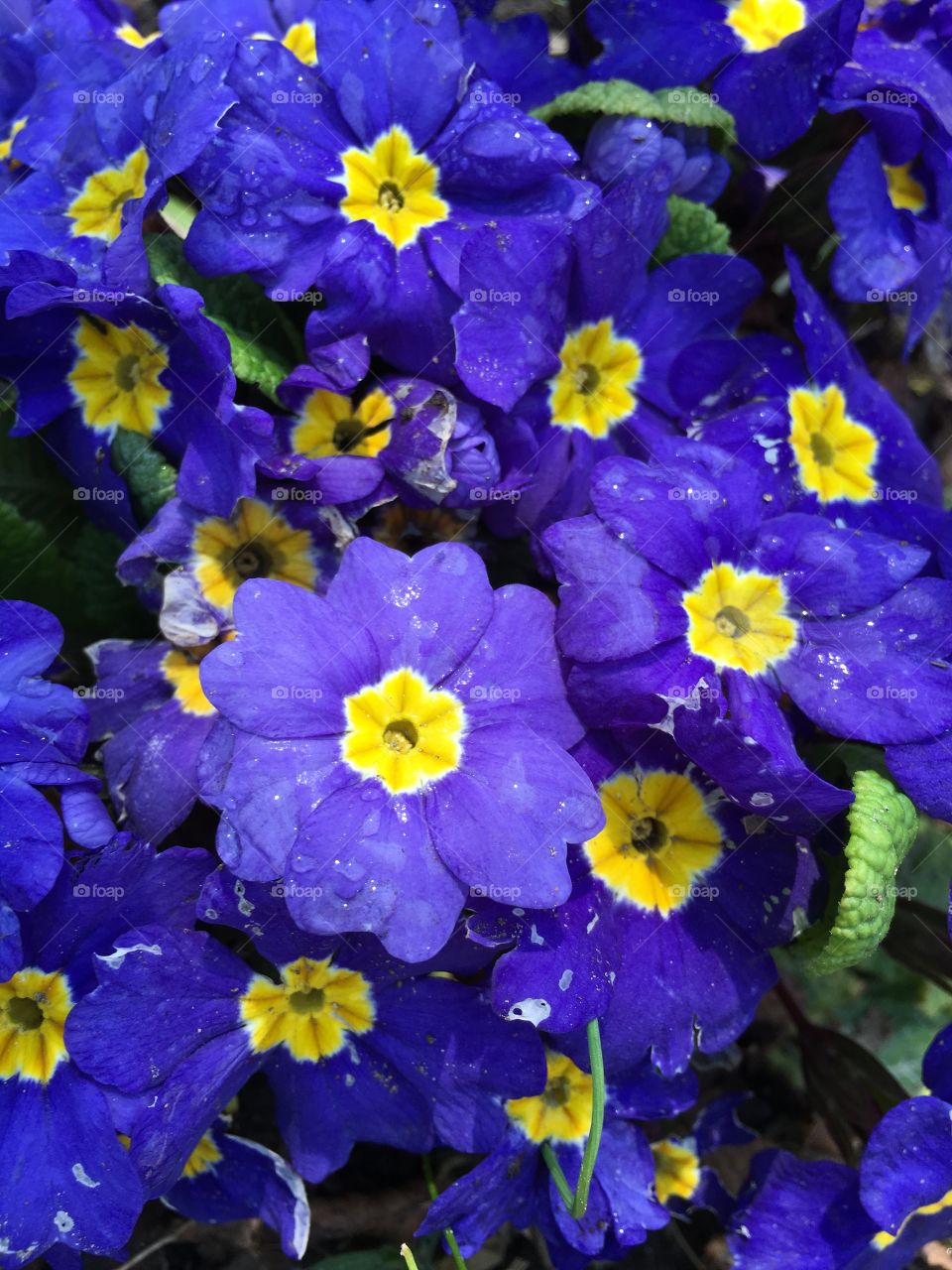 Blue primrose