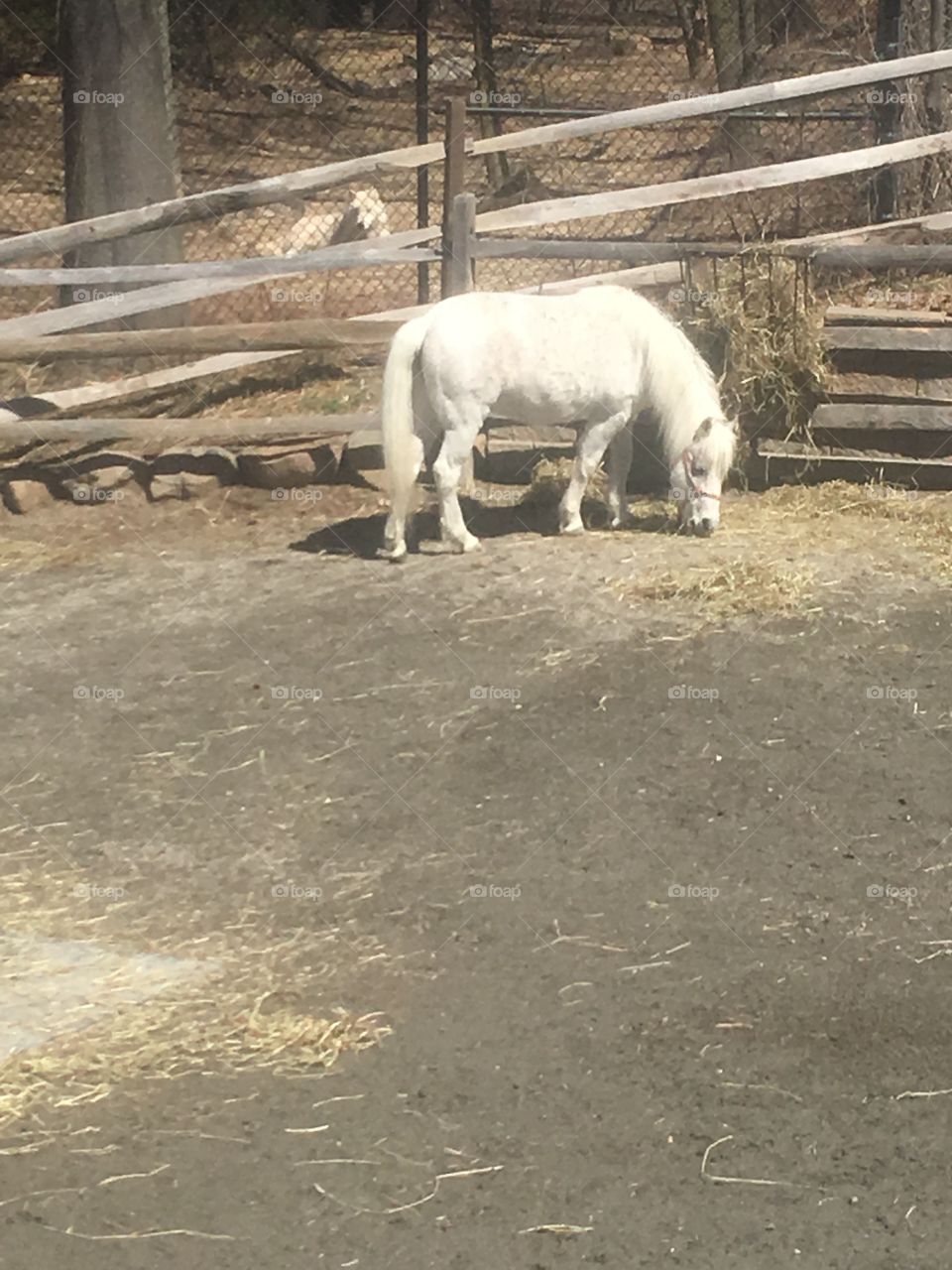 White beautiful horse with a wolf all the way in the back!