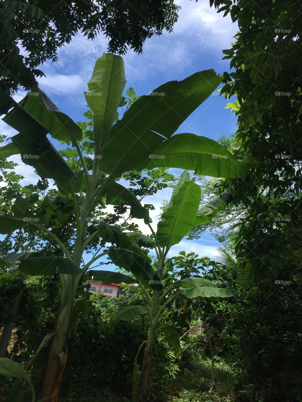 Banana tree in garden 