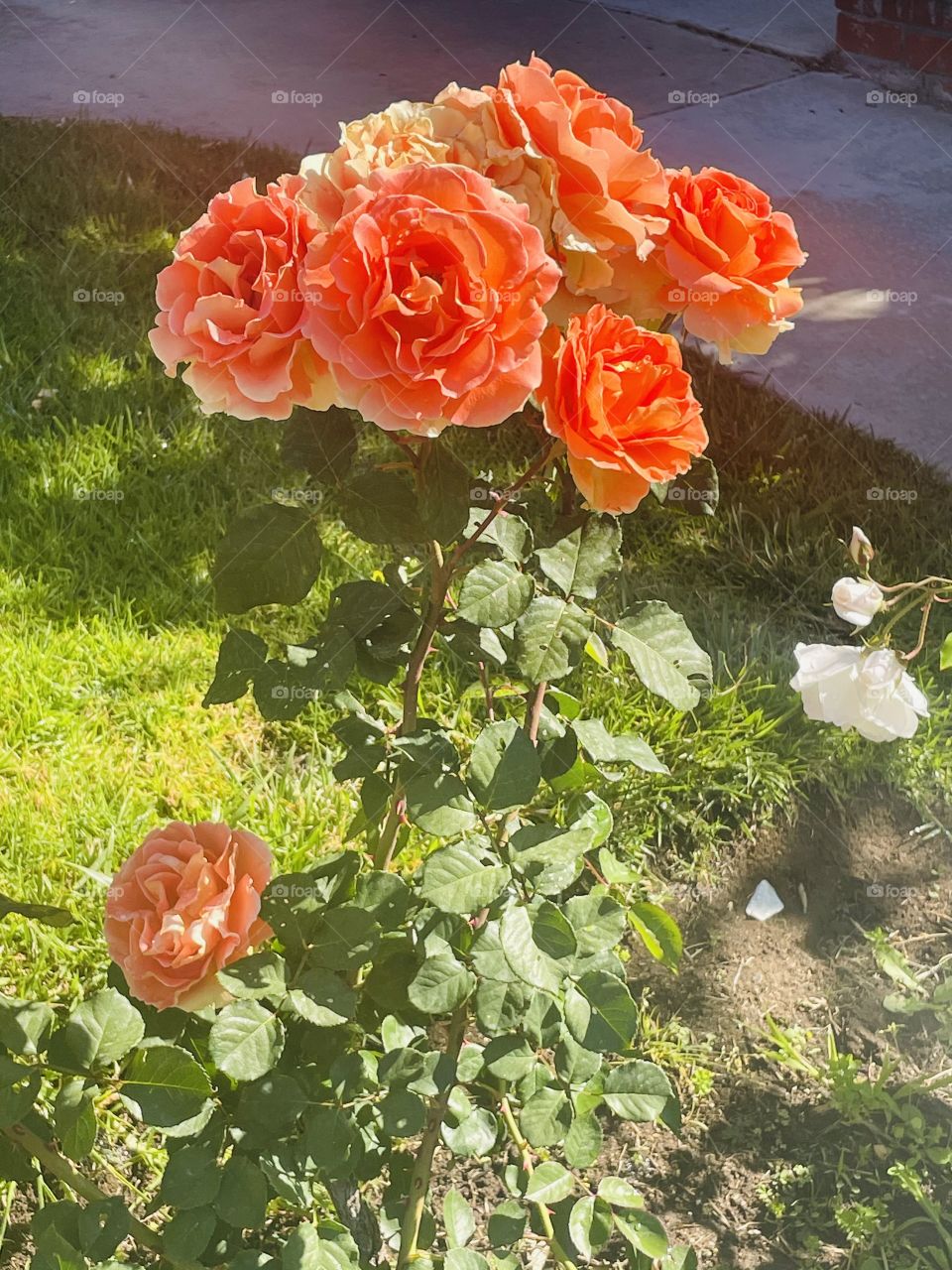 Gorgeous orange roses 