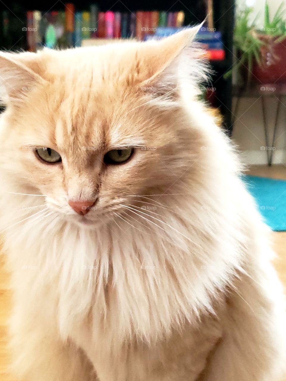 cream colored fluffy cat