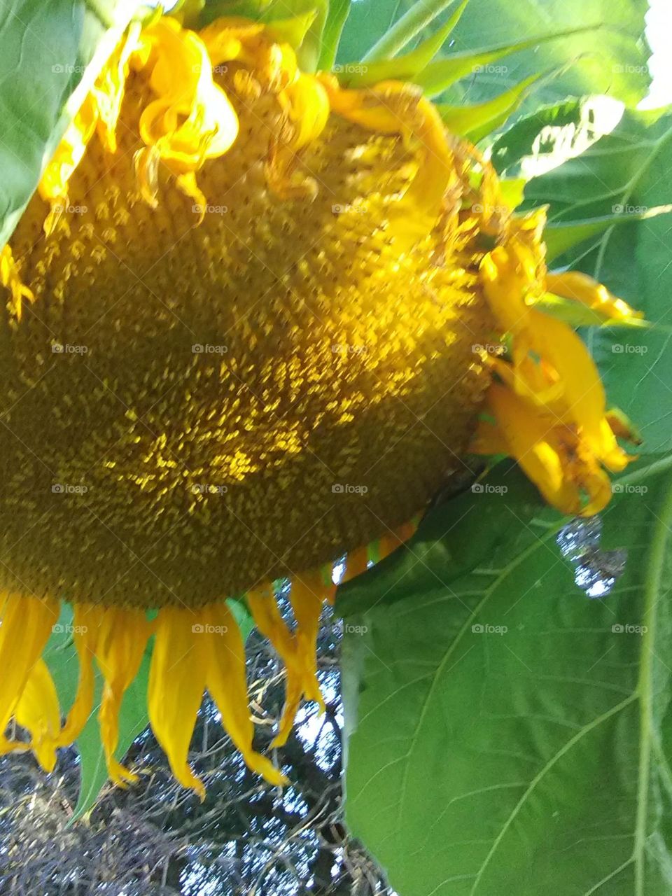 Sunflowers in full bloom