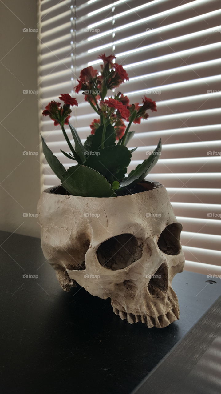 Flowers potted in skull