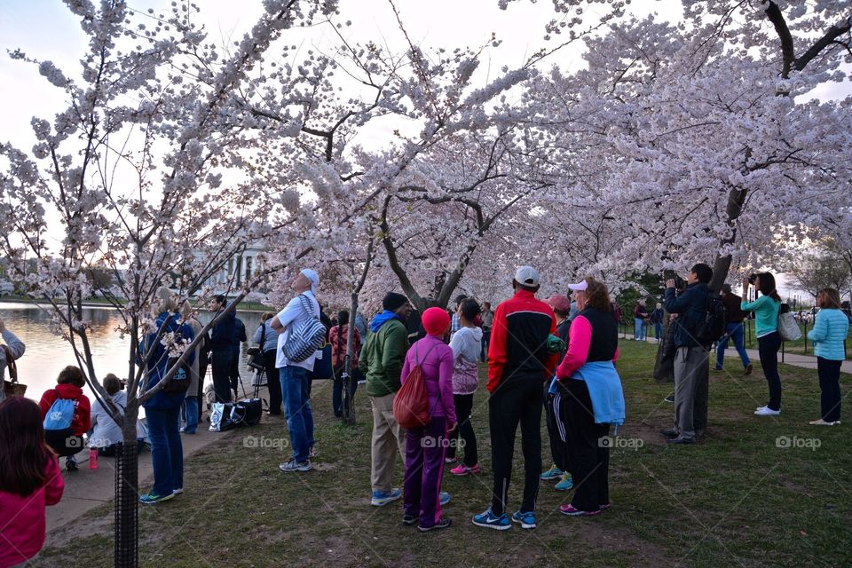 Tourists and Cherry Blossoms