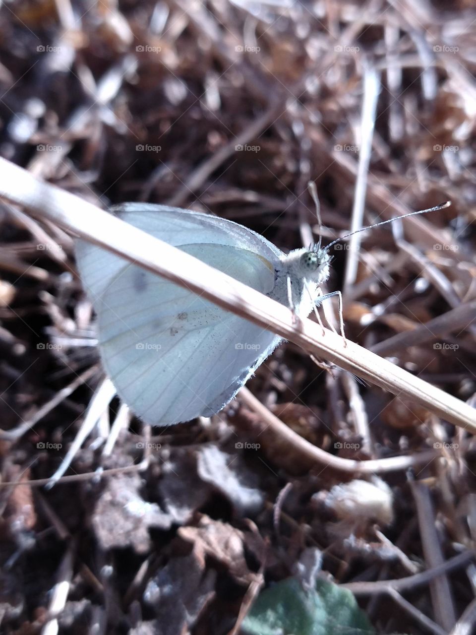 white butterfly