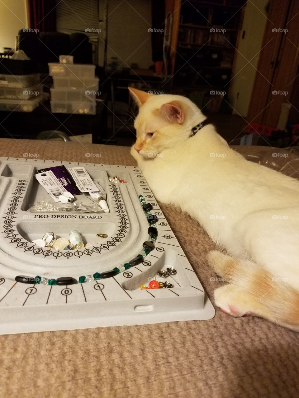 Duke laying while I work