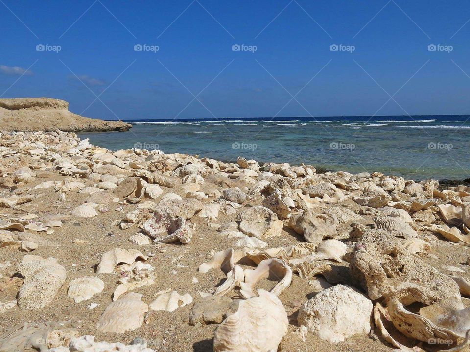 Shore of the Red Sea