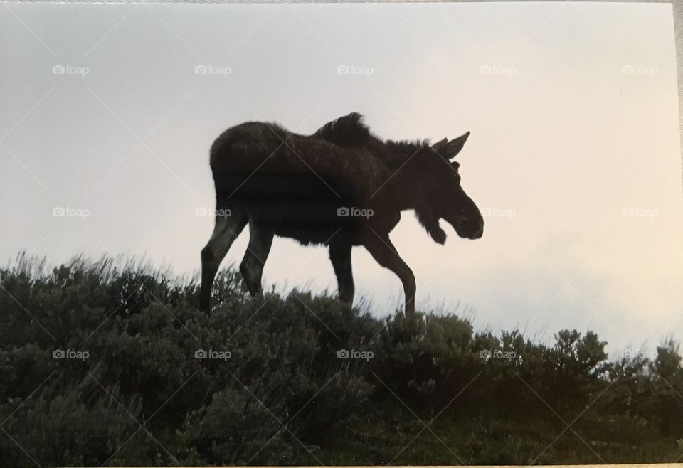 Moose silhouette 