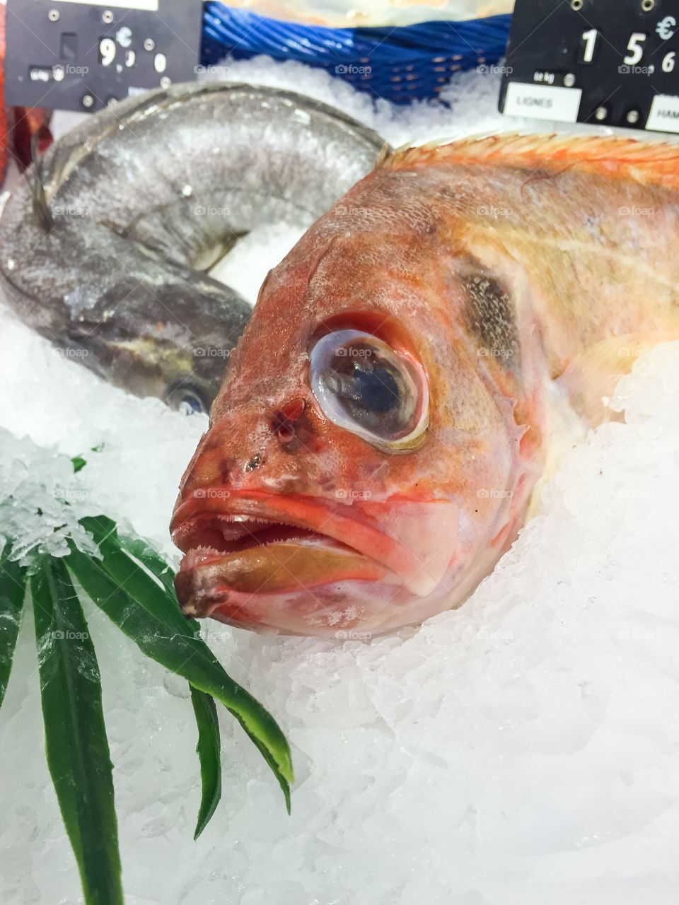 Red snapper fish in a market in Paris