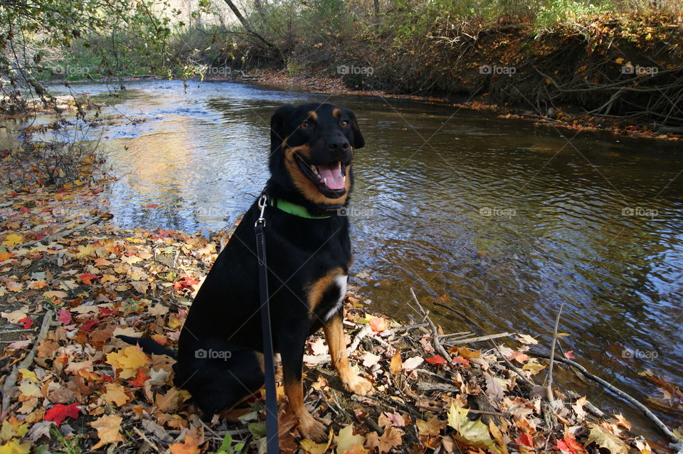 Nature pup 