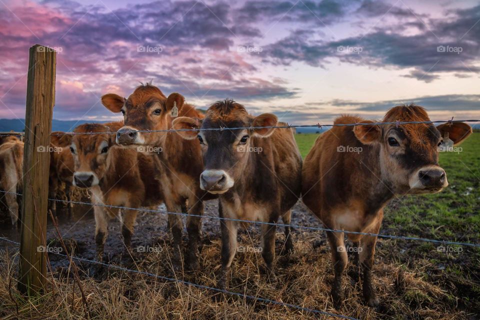 Cows at Sunset