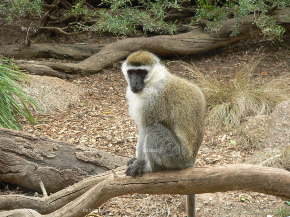 zoo monkey by auscro