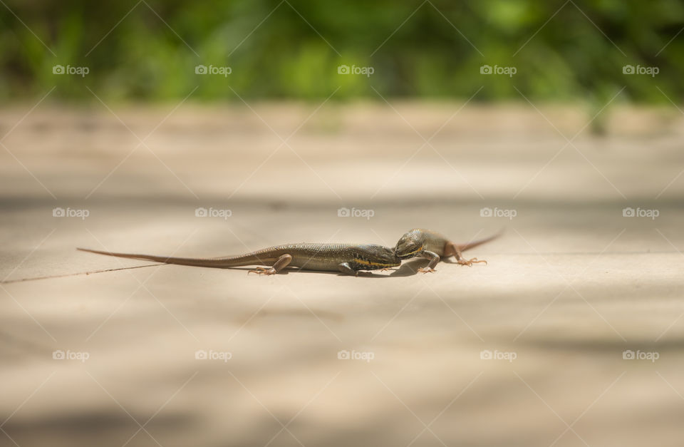 2 lizards fighting one holding the other by its mouth doesn't want to let go