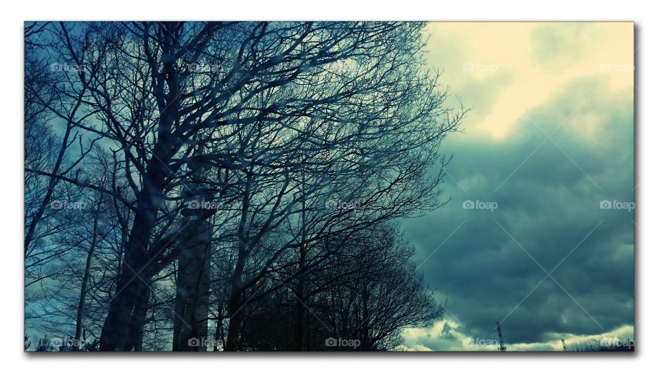 edited trees & sky