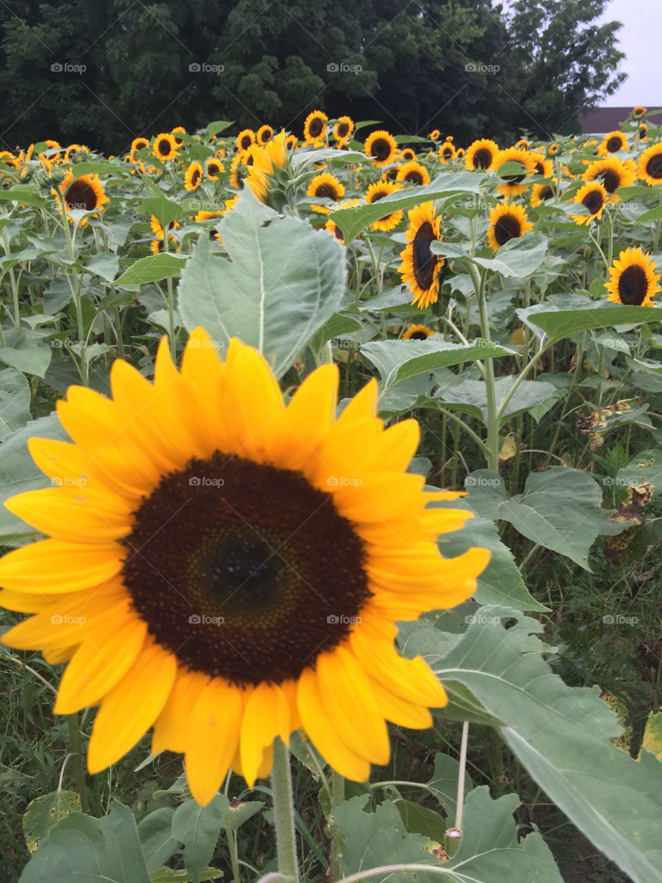 A field of beautiful sunflowers.