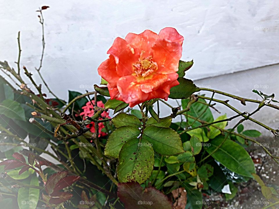 Orange colour blooming rose with green leaf.