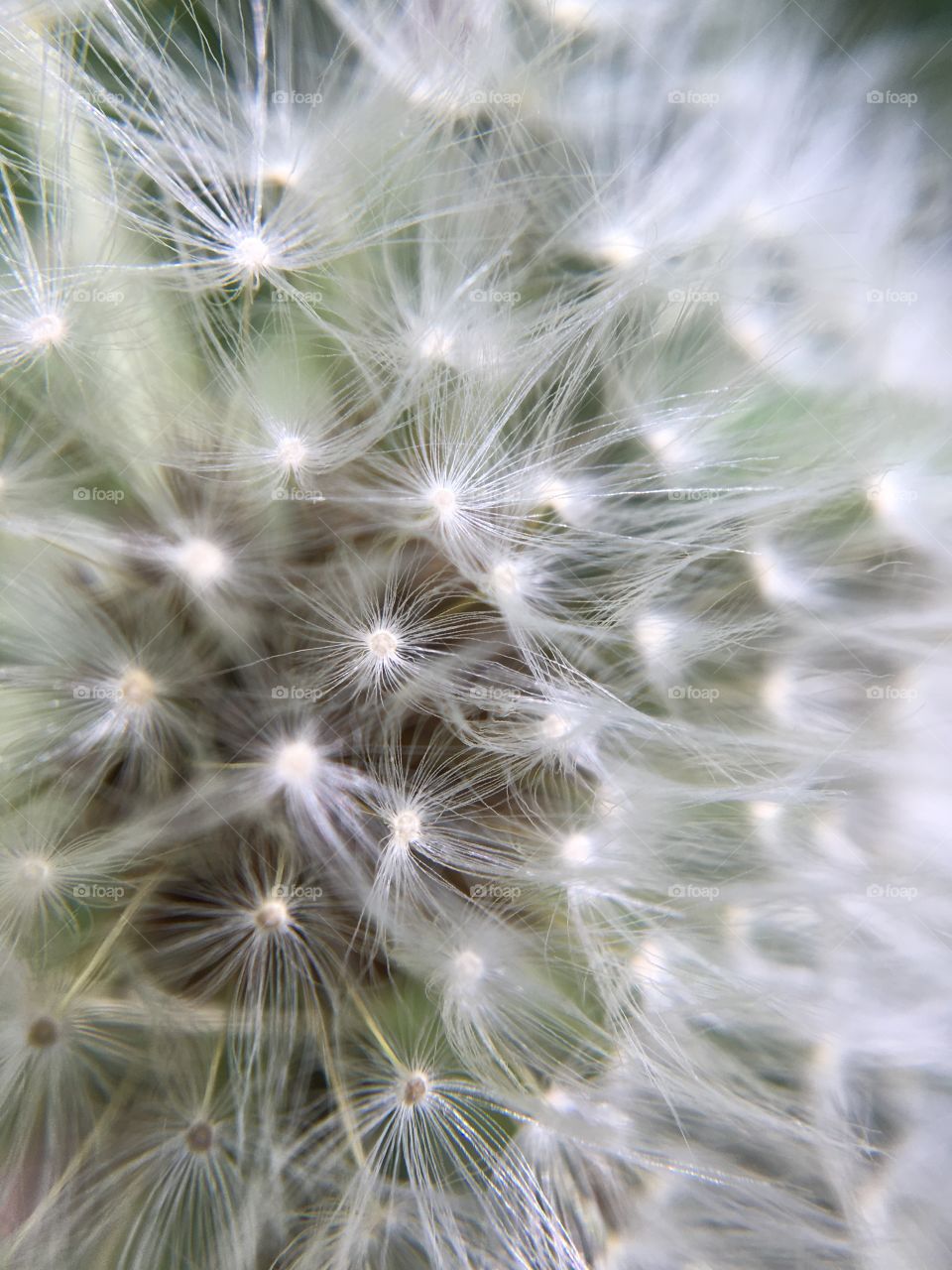 Dandelion in macro