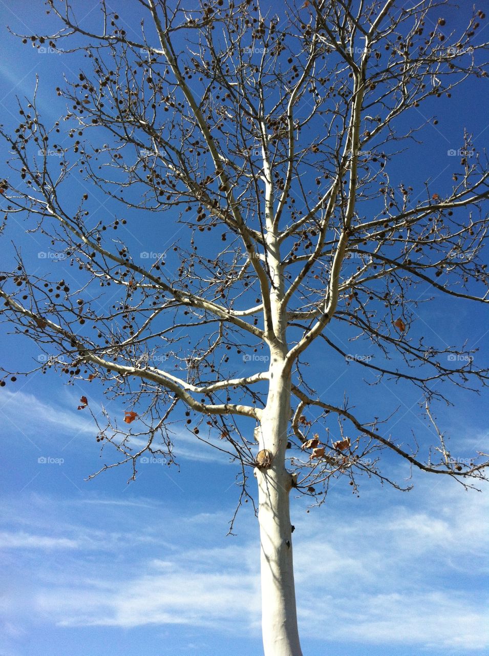 Birch tree
