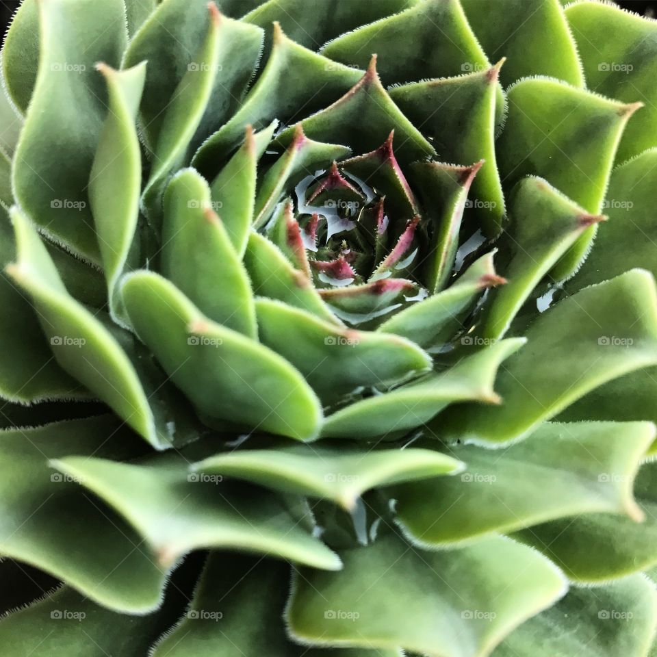 Middle of this beautiful succulent keeps the water. 