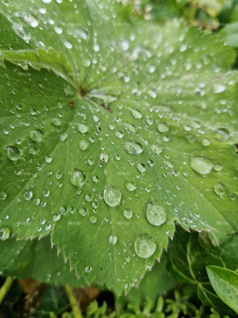 Lion's claw a perennial that belongs to the rose plants the Netherlands nature
