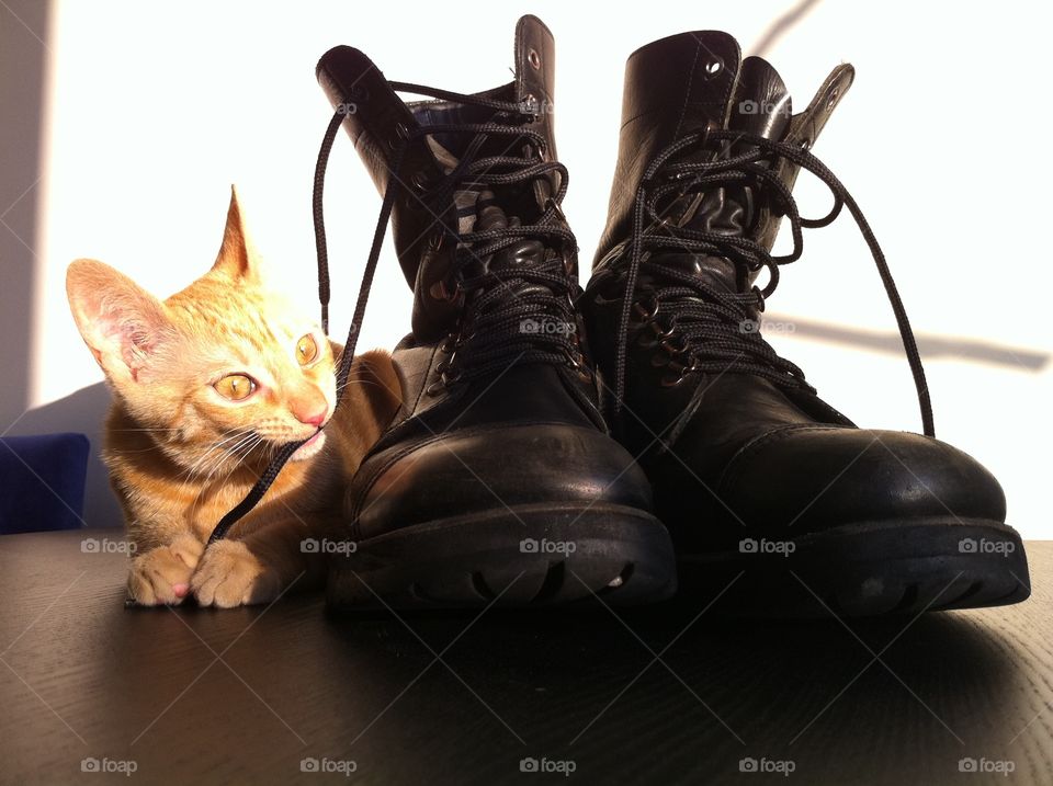 Cat chewing boots