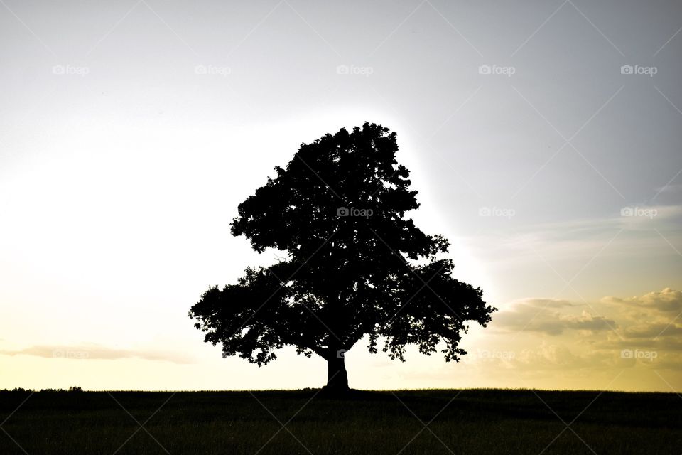Lonely tree on the field, dark frame, sunset, silhouette and shadow 