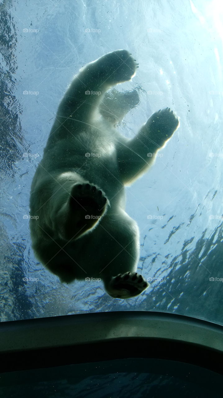Polar bear standing on underwater viewing area