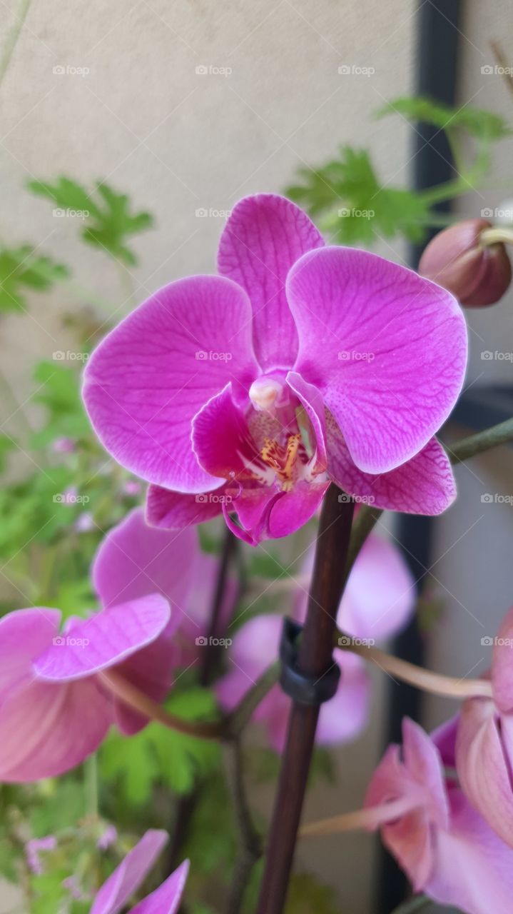 orchidée