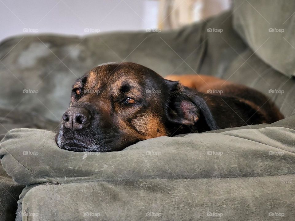 Brax, contemplating the world