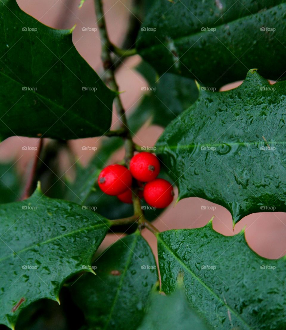 holly, bring vibrant color