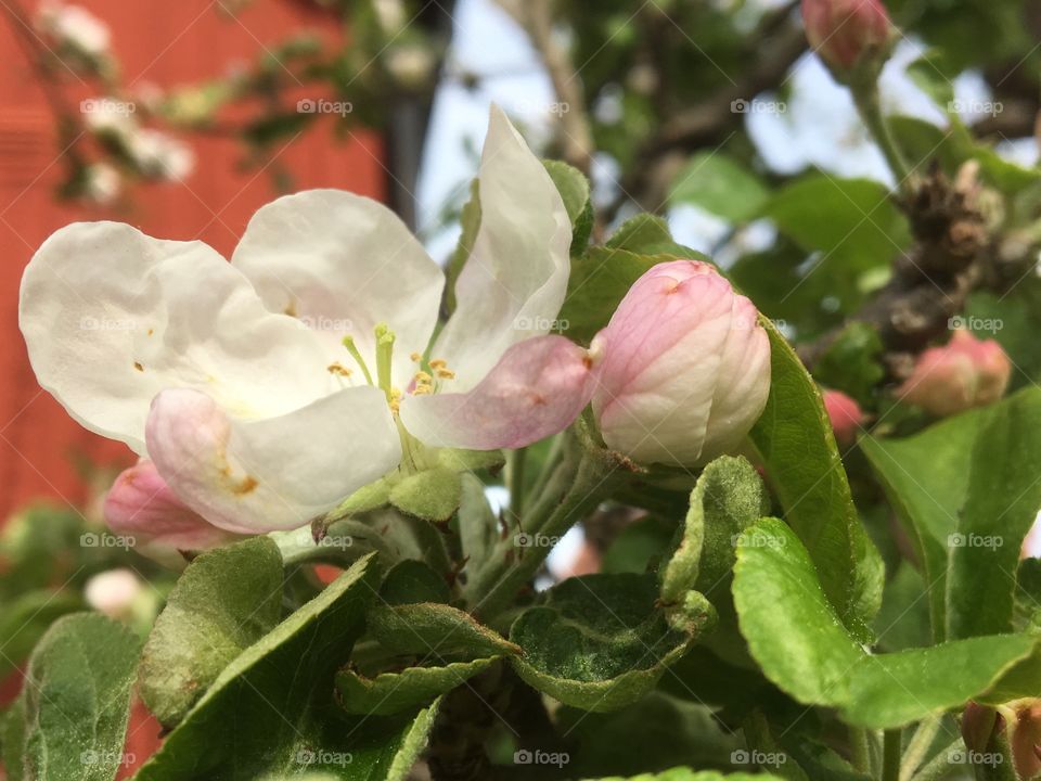 Apple blossom