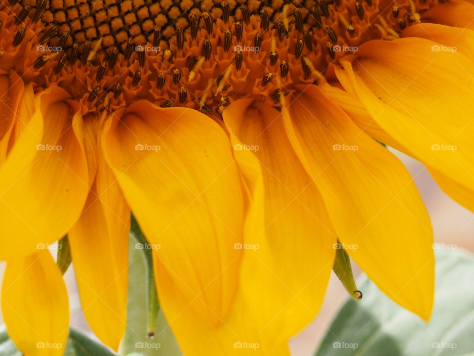 sunflower
