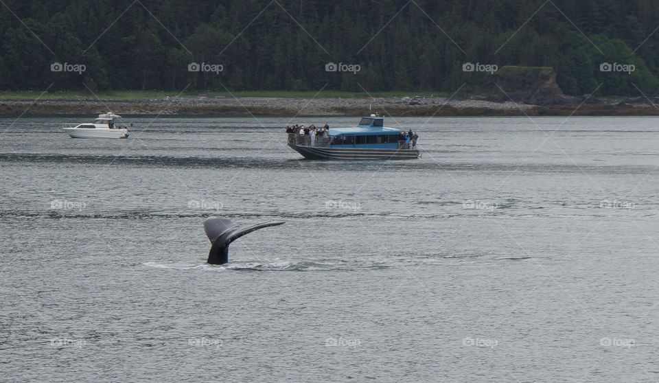 Boats and tourists whale watching in Alaska.  Whale fluke is out of the water.