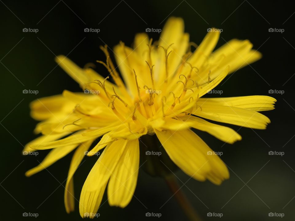 Beautiful yellow flower with a black background 