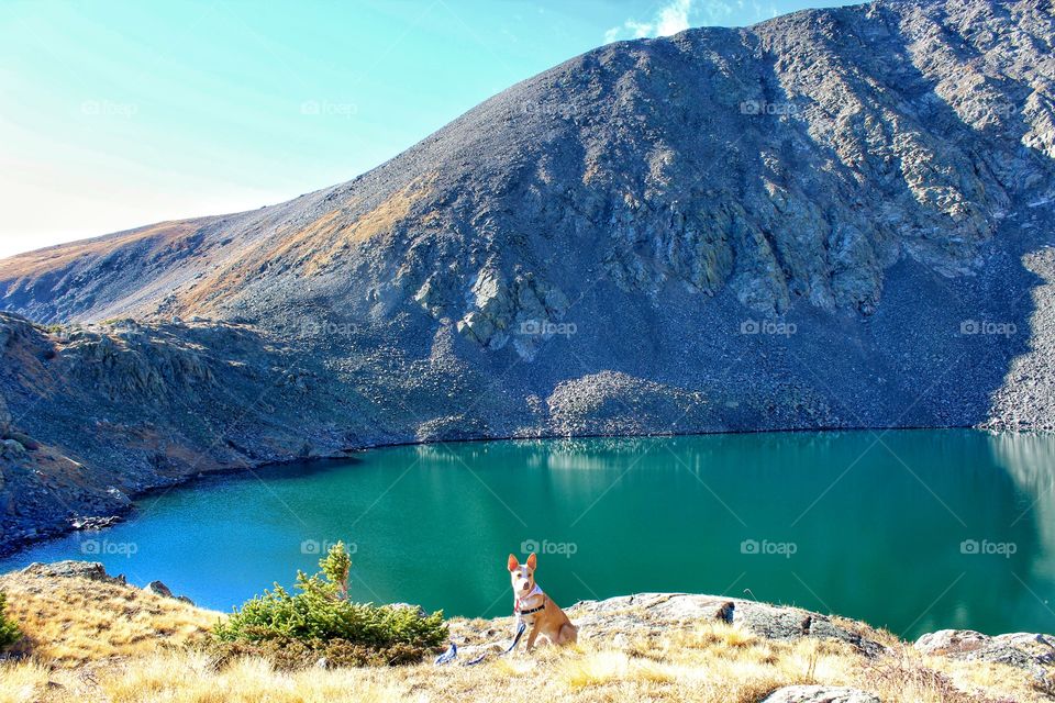 Dog sitting on near the lake