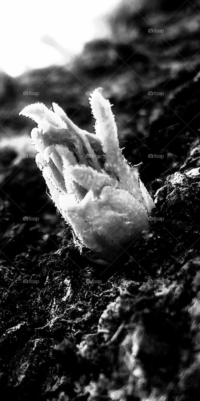 A new little life that grows at the tree trunk of the cherry blossoms tree.