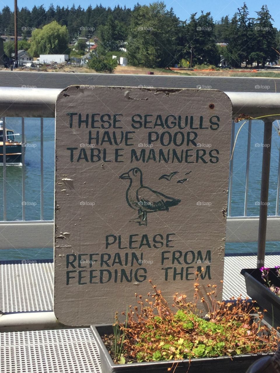 Warning sign not to feed seagulls 