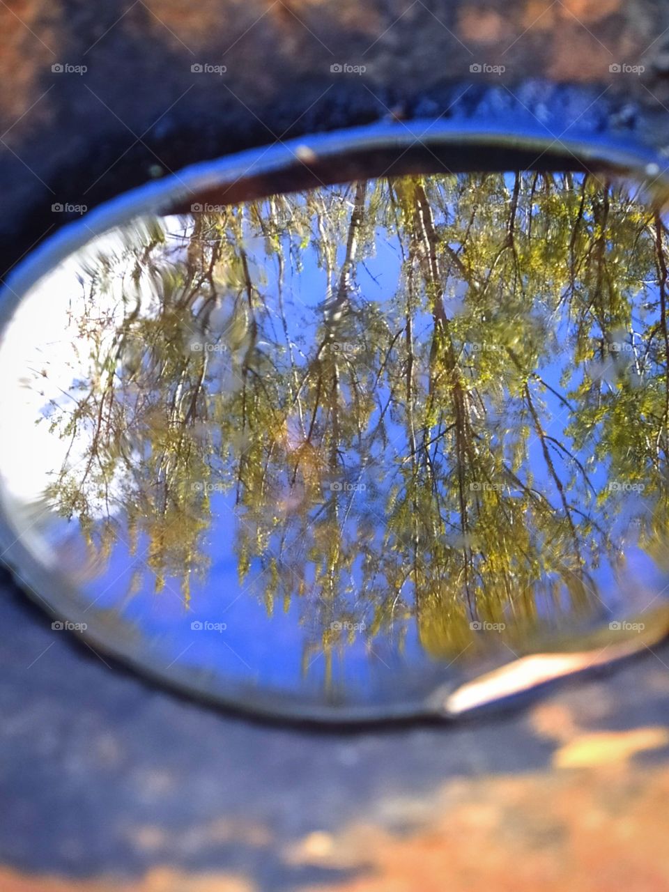 A metal bowl of rainwater that reflects the blue sky, white clouds and green trees