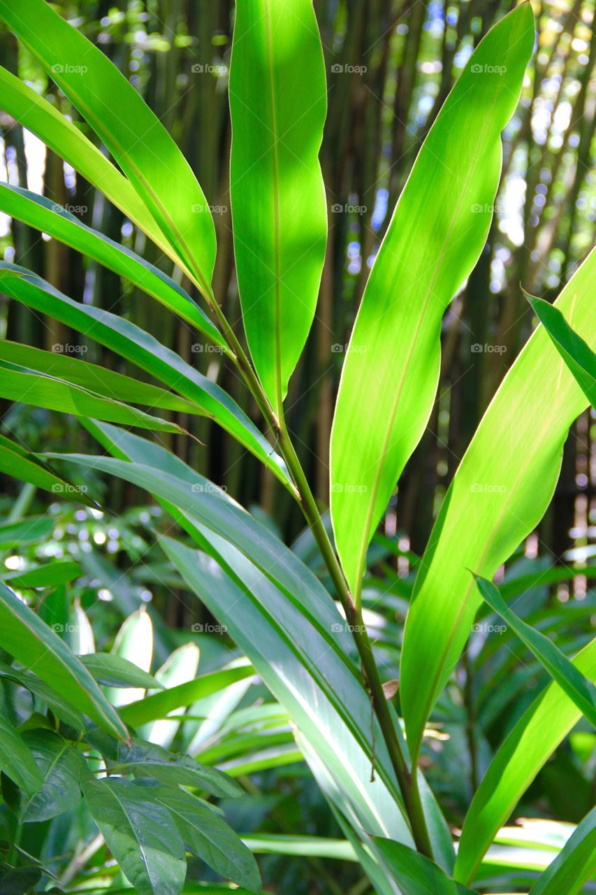 Leaves in tropical forest 