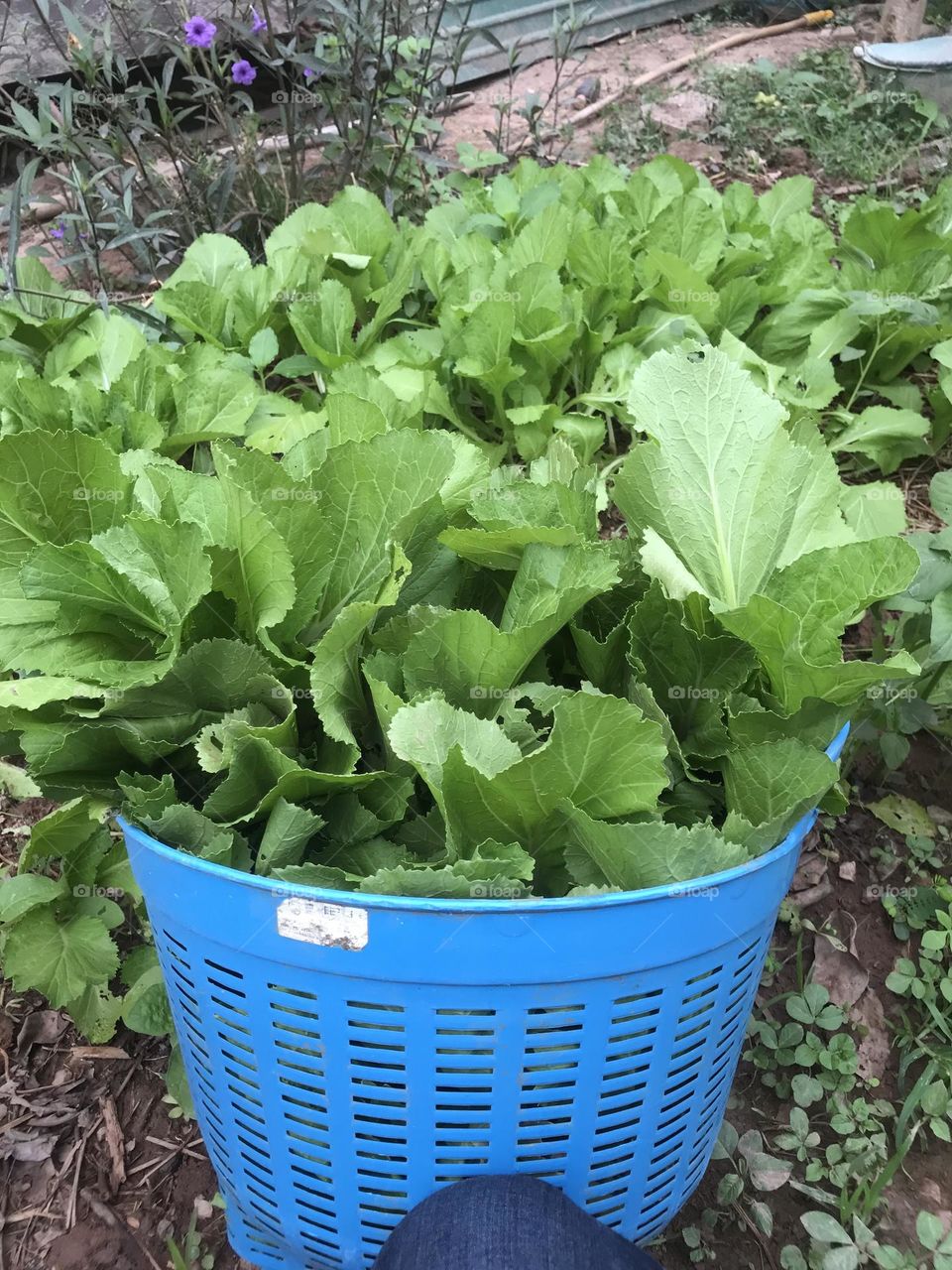 Green vegetables 