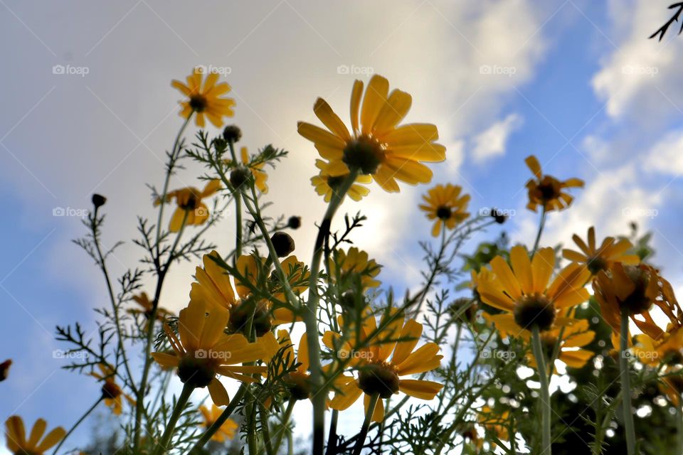 Yellow chrysanthemum from the ground until the clouds 