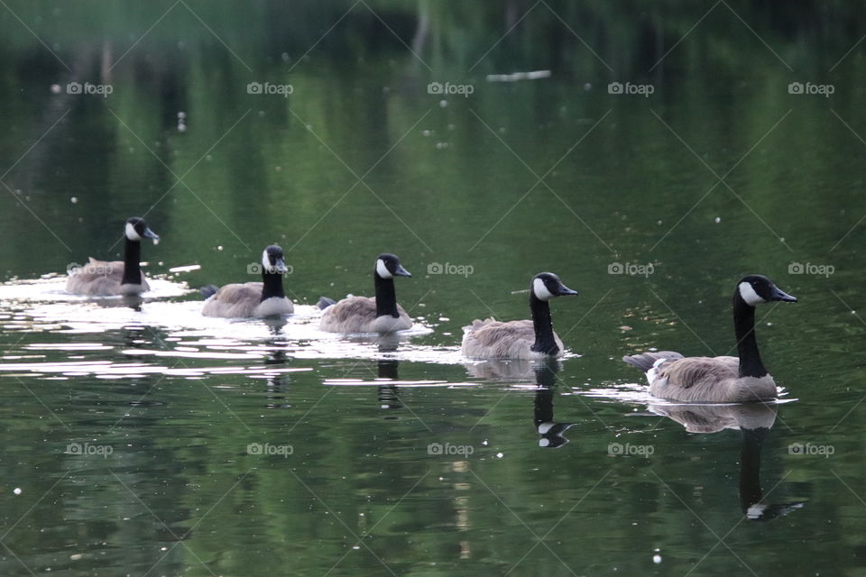 Canadian geese in Ohio, USA