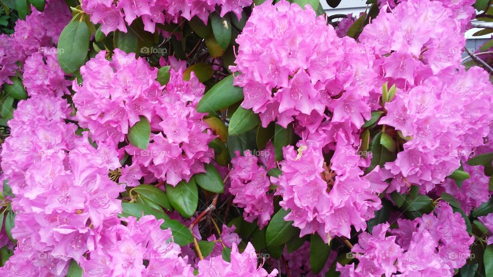 spring. flowers. beauty