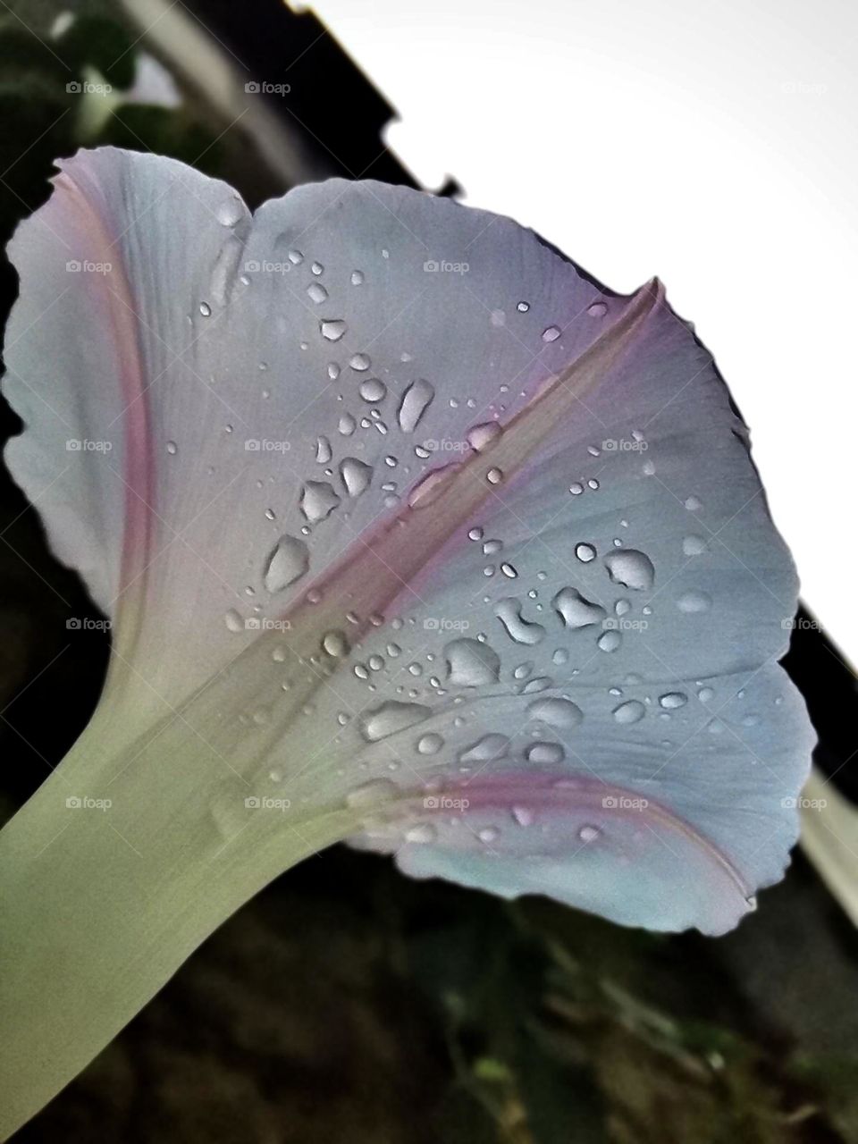 Sheltered under dawn flower on a rainy day 🙃